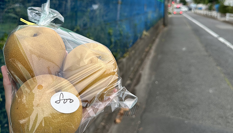 【石田しょうたろう】多摩湖梨